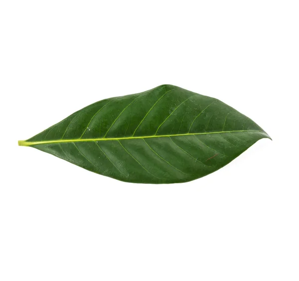 Green leaf detail — Stock Photo, Image