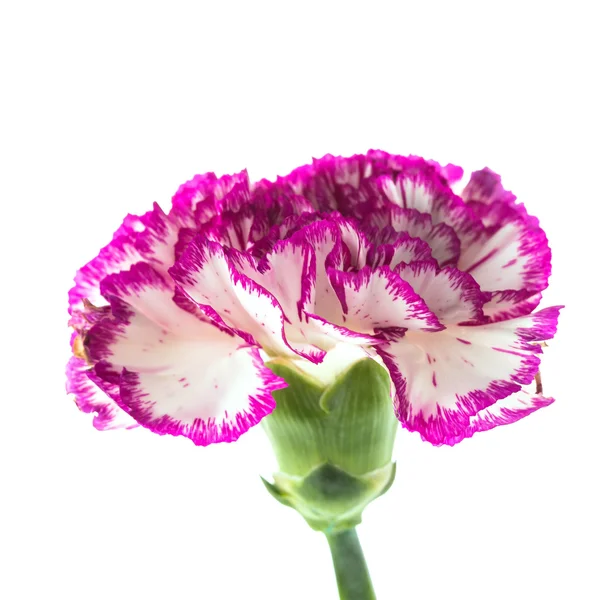 Beautiful Pink flower — Stock Photo, Image