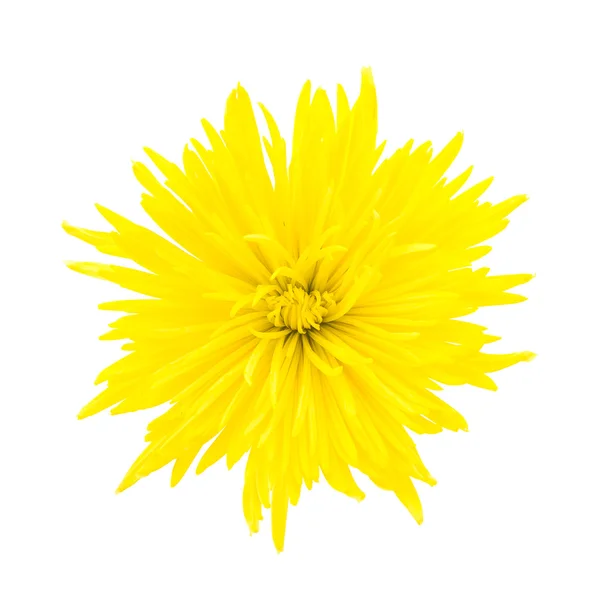 Bellissimo fiore giallo — Foto Stock