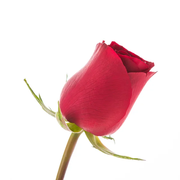 Red rose flower — Stock Photo, Image