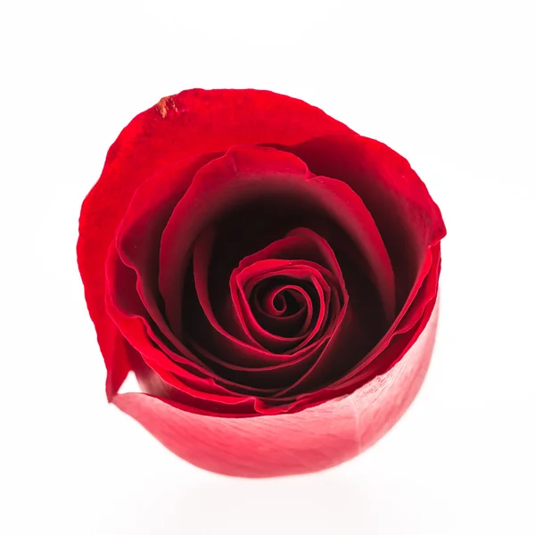 Rosa roja flor — Foto de Stock