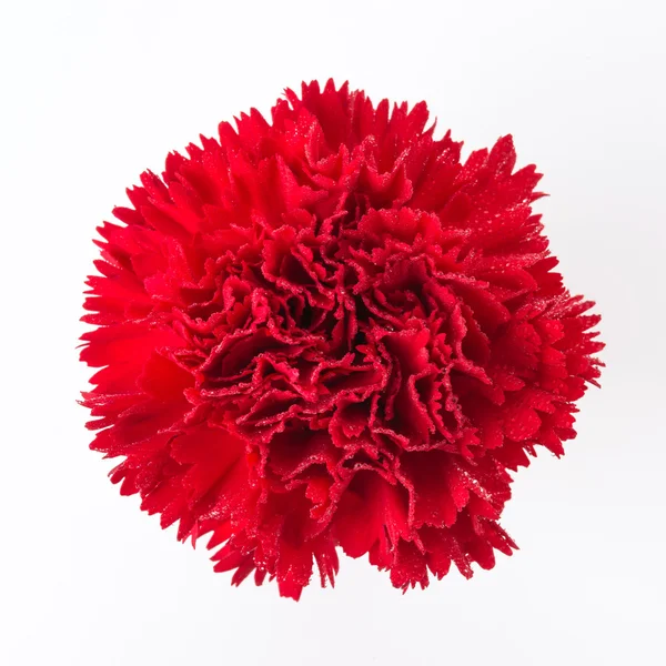 Красный гвоздичный цветок — стоковое фото