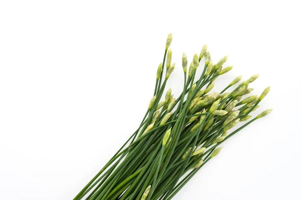 Green Garlic chives — Stock Photo, Image