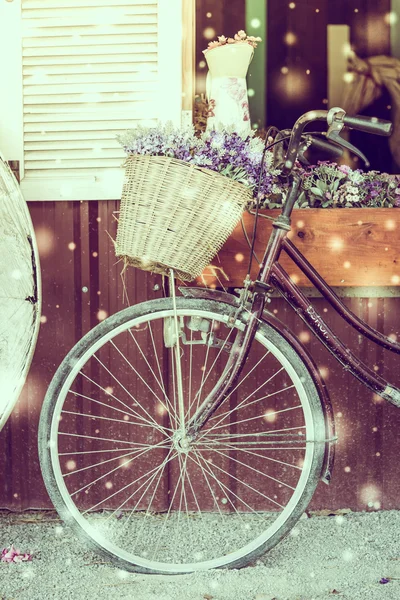 Zimní květiny na jízdní kolo — Stock fotografie