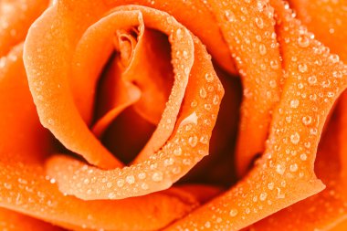 kırmızı gül çiçek