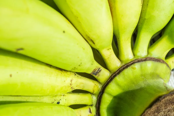 Saftige grüne Bananen — Stockfoto