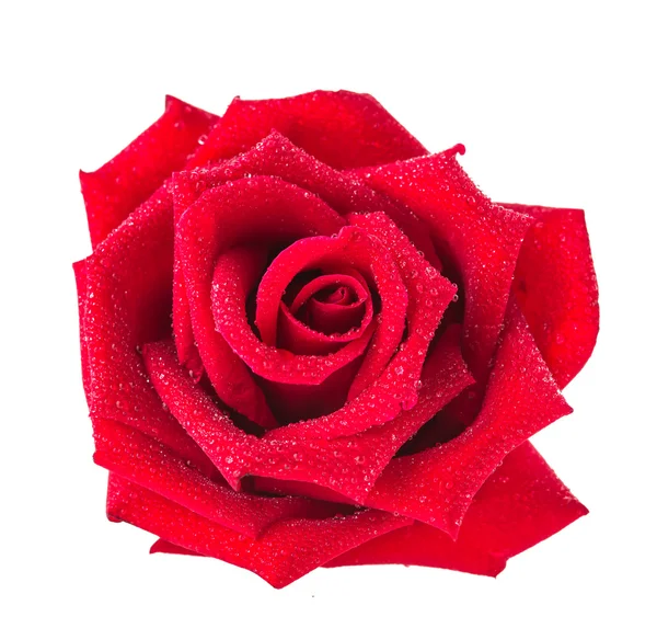 Rosa roja flor — Foto de Stock