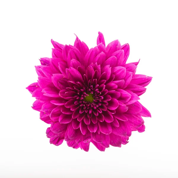 Beautiful Purple flower — Stock Photo, Image