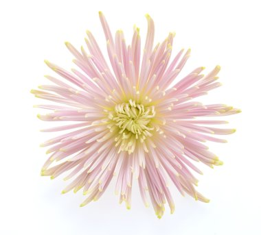 güzel bir çiçek açan çiçek