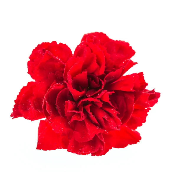 Bellissimo fiore rosso — Foto Stock