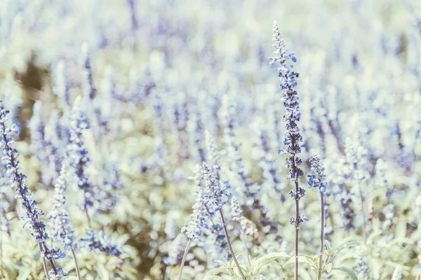 Morbida attenzione sui fiori viola — Foto Stock