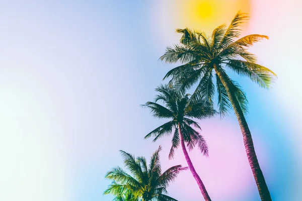 Tropiske palmer – stockfoto