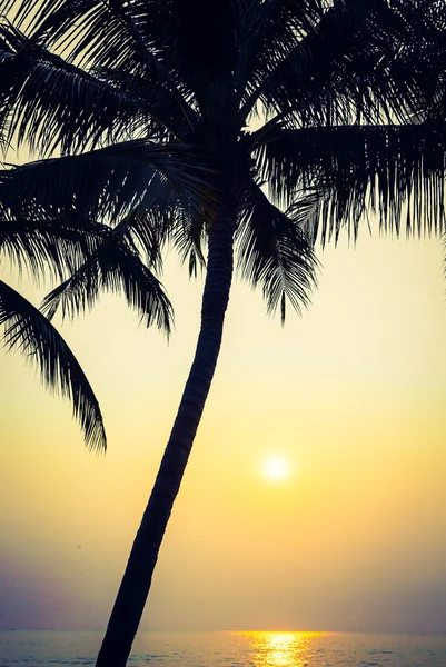 Silhouette palm tree with sun light — Stock Photo, Image