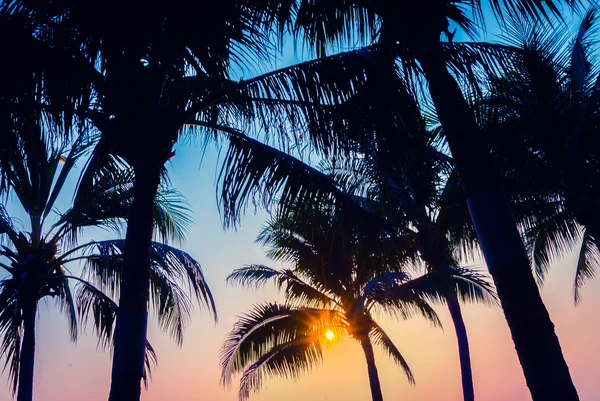 Siluet palmiye ağacı güneş ışığı ile — Stok fotoğraf