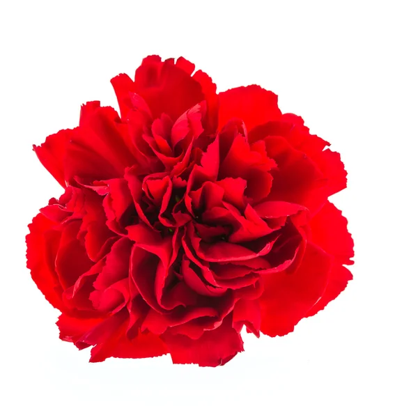 Beleza Flowe vermelho — Fotografia de Stock