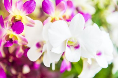 güzel orkide çiçekler