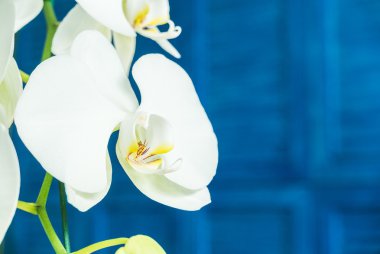 Beyaz Orkide çiçek