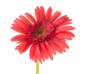 Kırmızı gerbera çiçek