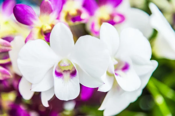 Beautiful Orchid flowers — Stock Photo, Image