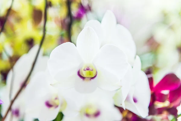 Bela flor de orquídea — Fotografia de Stock