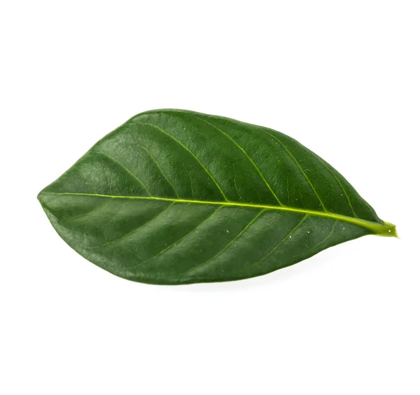 Green leaf isolated on white background — Stock Photo, Image