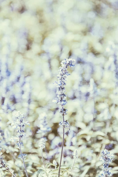 Soft focus on purple flower — Stock Photo, Image