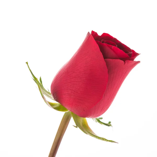 Rosa roja flor — Foto de Stock