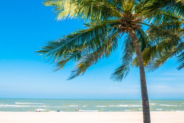 Sahildeki palmiye ağacı