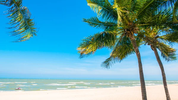 Palmeira na praia — Fotografia de Stock