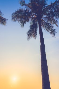 siluet palmiye ağacı