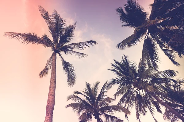 siluet palmiye ağacı