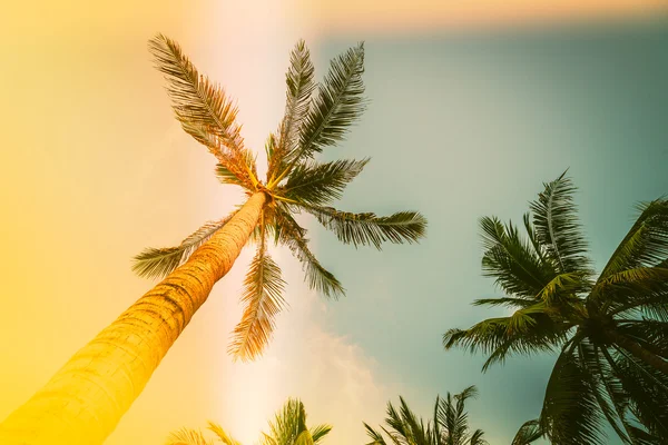 Silhouette palm tree — Stock Photo, Image