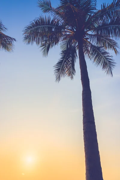 Silhouette palm tree — Stock Photo, Image