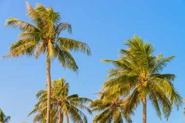 Mavi gökyüzünde palmiye ağacı