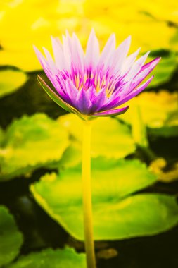 pembe nilüfer çiçeği