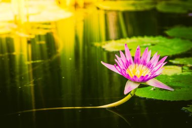 pembe nilüfer çiçeği