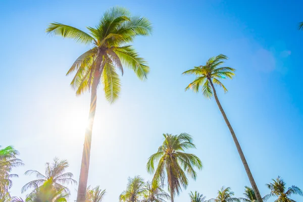 Palmier sur ciel bleu — Photo
