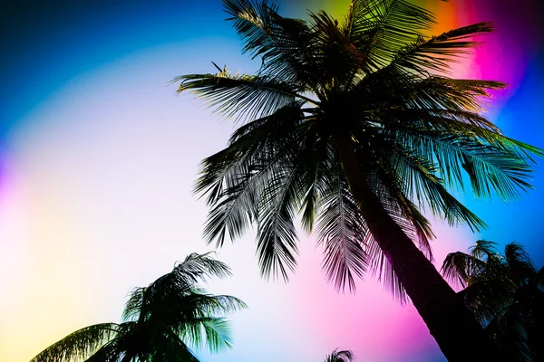 Silhouette palm tree — Stock Photo, Image