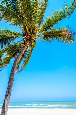 Hindistan cevizi palmiyesi