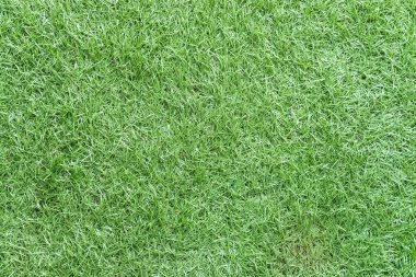 Yeşil çimen dokular