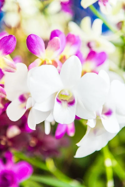 Beautiful Orchid flowers — Stock Photo, Image