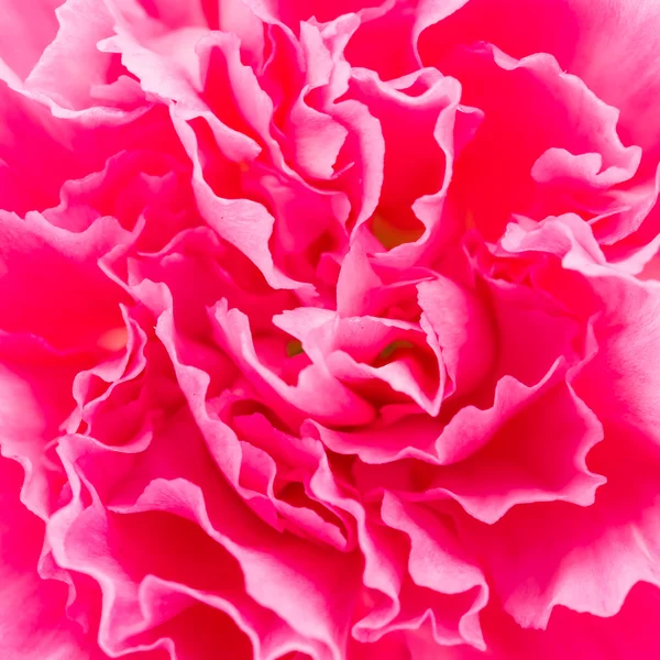 Fundo de flor rosa — Fotografia de Stock