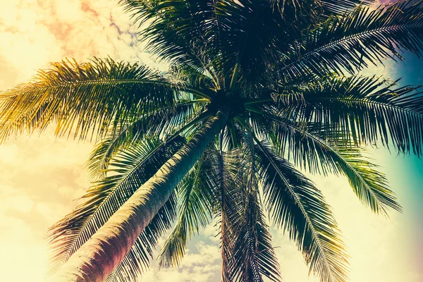 Close up of Palm tree — Stock Photo, Image