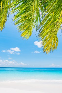 Hindistan cevizi hurma ağacı Beach