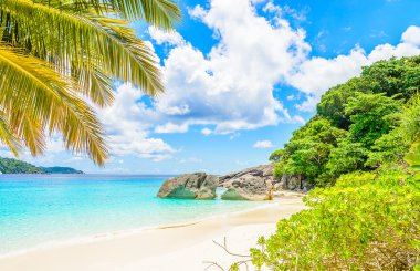 Güzel tropikal plaj