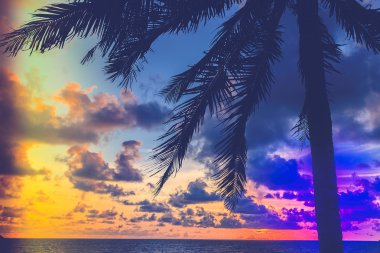 Sahildeki palmiye ağacının silueti.