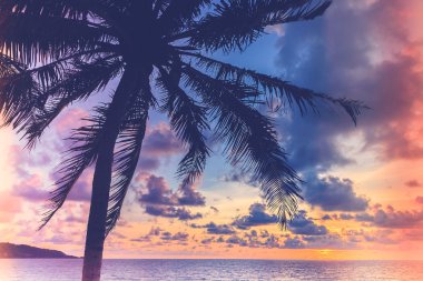 Sahildeki palmiye ağacının silueti.