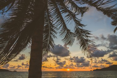 Sahildeki palmiye ağacının silueti.
