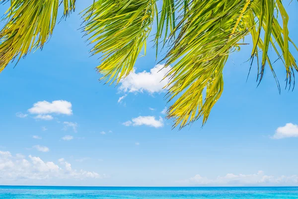 Palma da cocco sulla spiaggia — Foto Stock