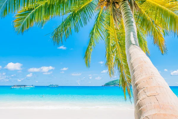 Tropik sahilde hindistan cevizi palmiyesi ağacı — Stok fotoğraf